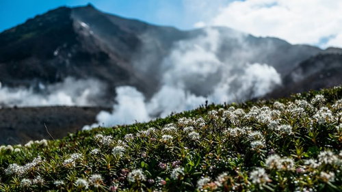 旭岳の噴気と手前に咲く高山植物の白い花