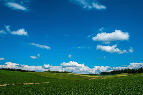 広大な草原と青空に浮かぶ白い雲