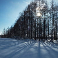 雪原に立つカラマツの林と太陽の光の写真