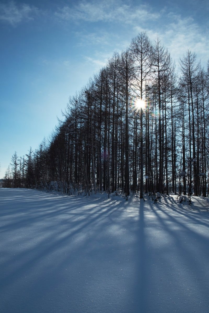 雪が積もった地面に立つ裸のカラマツの林を逆光の太陽が照らす冬の風景