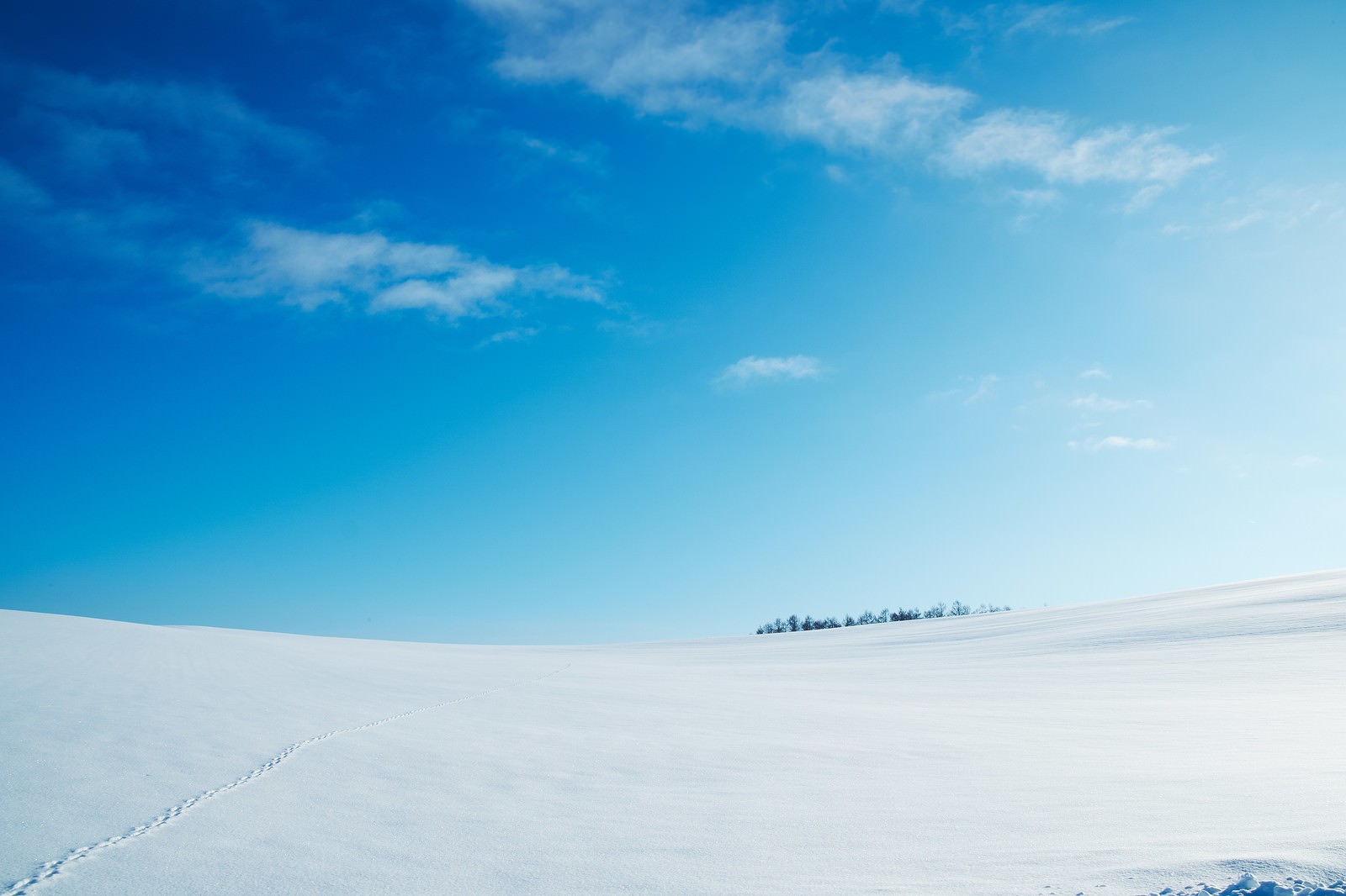 雪原の白い雪面に足跡がついており、奥に樹林が見える青空の風景