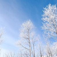 青空を背景にした白い樹氷の枝の写真