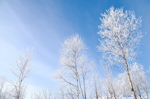 青空を背景にした白い樹氷の枝