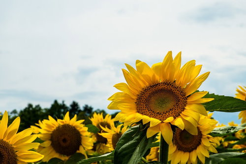 青空の下で元気に咲く向日葵
