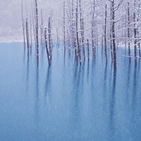 雪が積もった枯れ木が立つ青い池の写真
