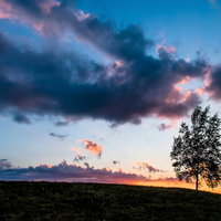 夕暮れの丘に立つ一本の木と光の筋の写真