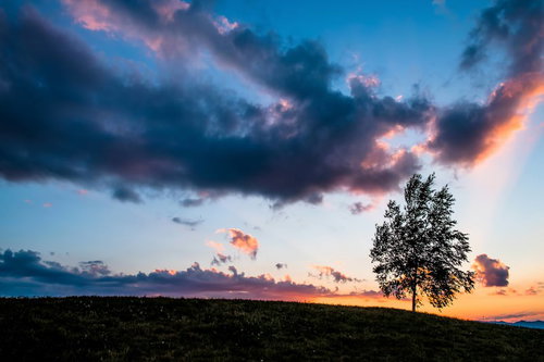 夕暮れの丘に立つ一本の木と光の筋