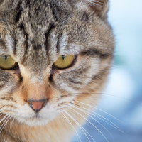黄色い瞳でこちらを見つめる縞模様の猫の写真