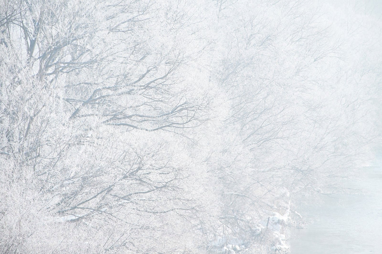 樹氷に覆われた裸木の枝が白く凍った冬の林