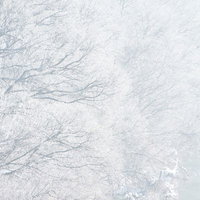 霧に覆われた冬の白い樹氷の写真