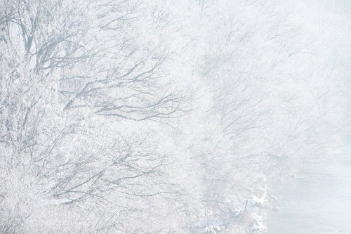 霧に覆われた冬の白い樹氷