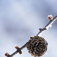霜がついた枝先の松ぼっくりと冬の空の写真