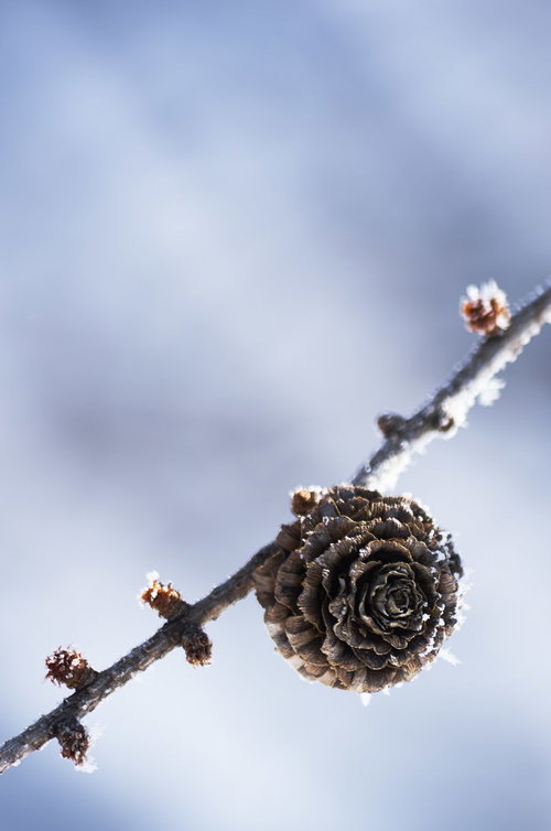 霜がついた枝先の松ぼっくりと冬の空