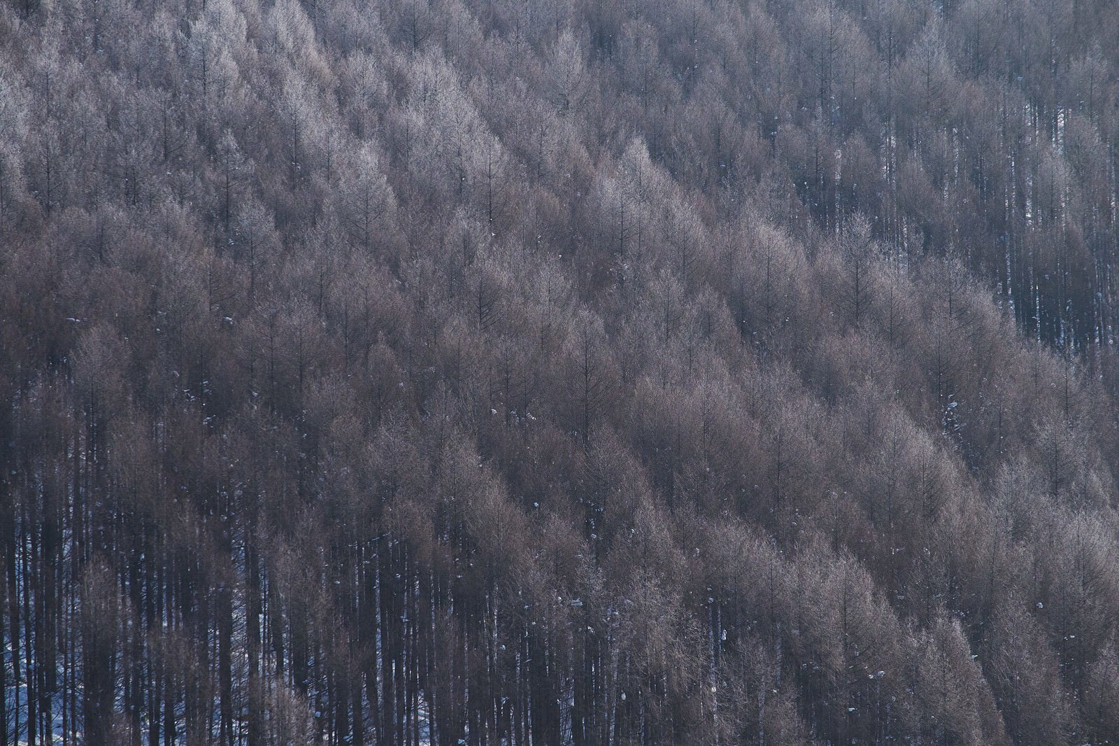 霧氷で白く覆われた北海道の林全体を斜面から撮影した冬景色