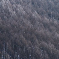 霜で白く覆われた冬の森の斜面の写真