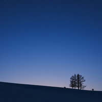 夕暮れの丘に立つ木々のシルエットの写真