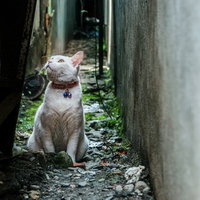 路地裏の日だまりで丸くなって眠る老猫の写真