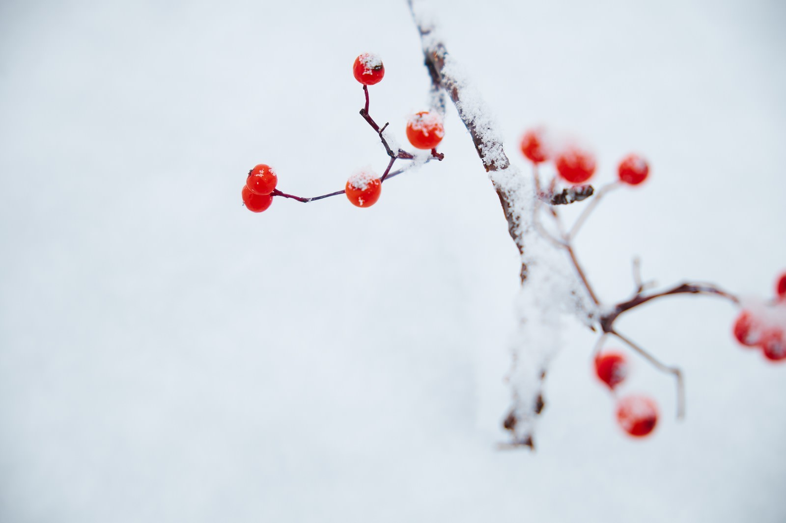 雪が積もった暗褐色の枝に鮮やかな赤い実がついたナナカマド