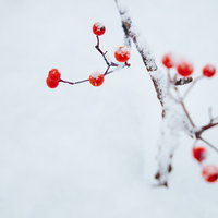 雪が積もった枝に付く赤いナナカマドの実の写真