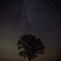 美瑛の一本木と満天の星空の写真