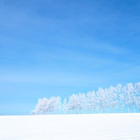 青空の下に広がる白い雪原と霧氷の木々の写真