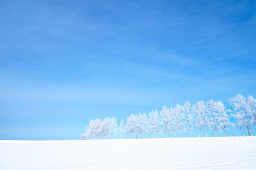 青空の下に広がる白い雪原と霧氷の木々