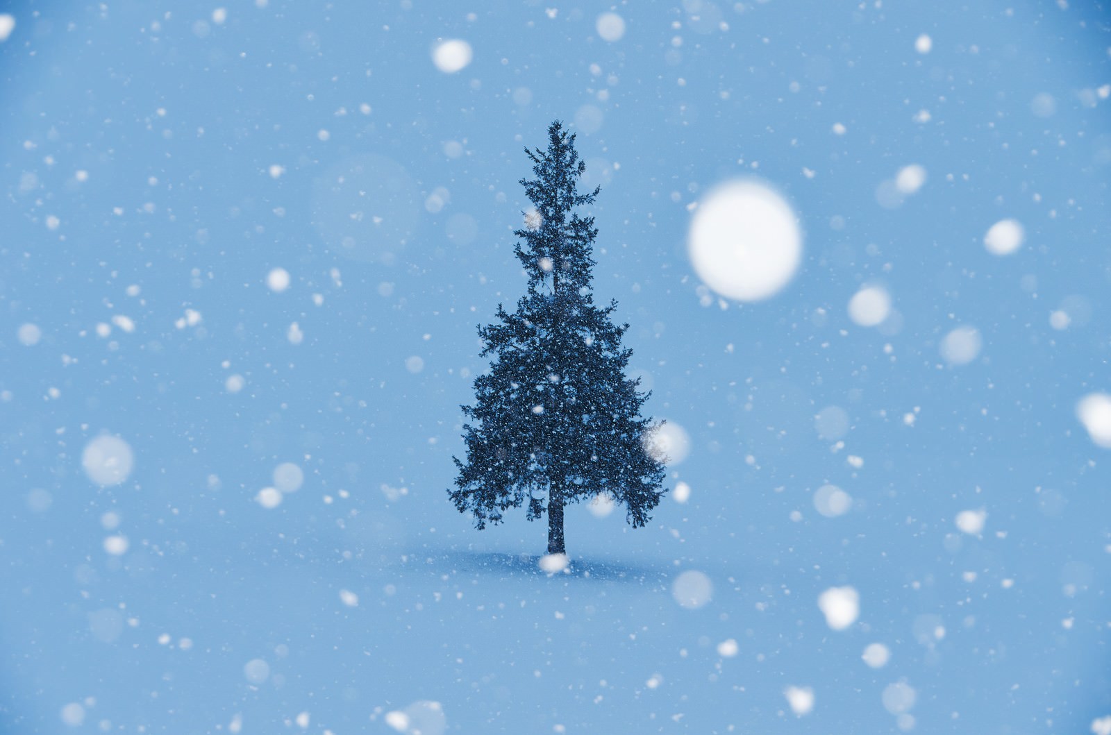 A single conifer centered in a snowy field with large snowflakes falling against a blue-tinged winter sky, bokeh snow in foreground and background.