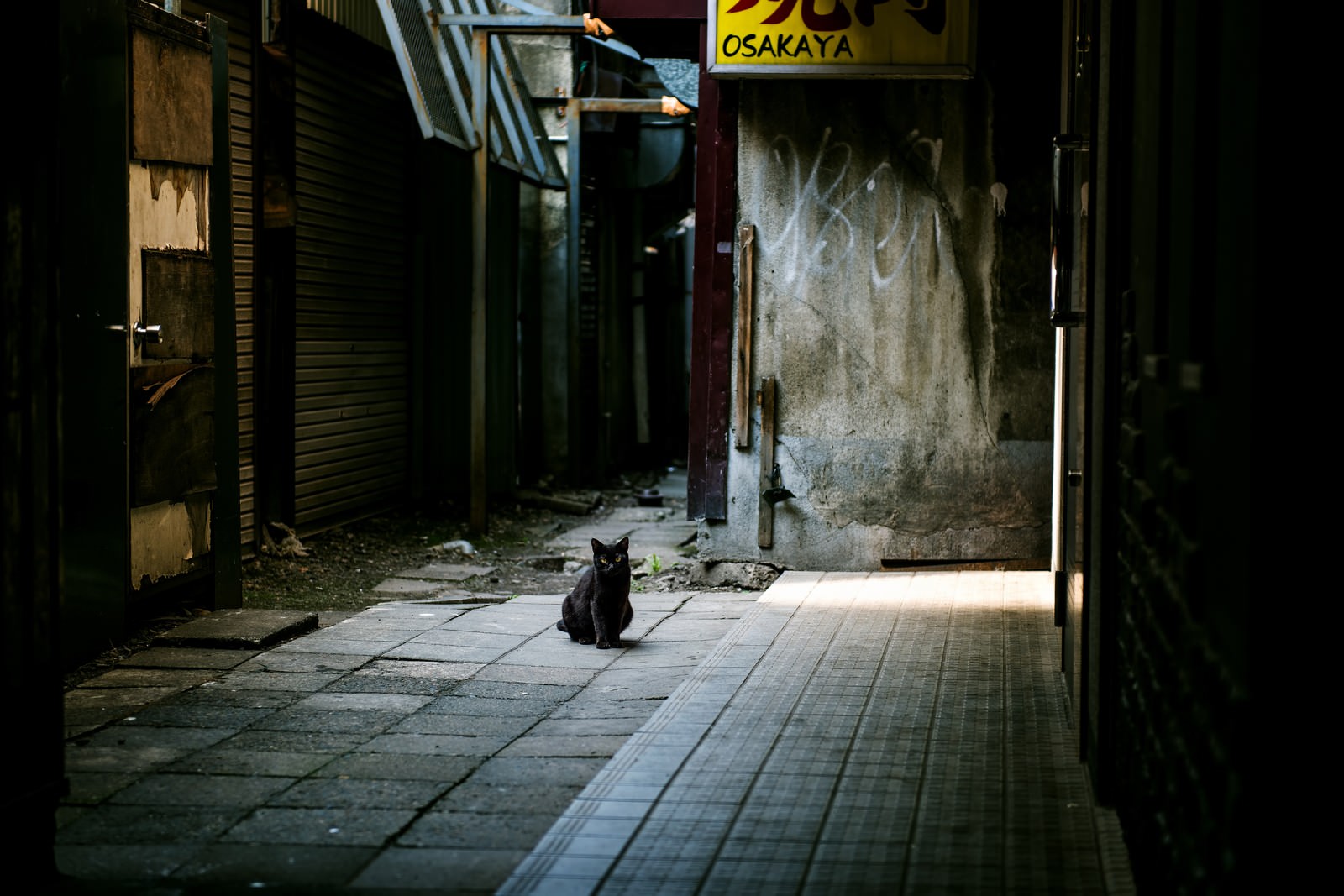 路地裏からこちらを見る黒猫
