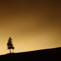 夕暮れのグラデーションと美瑛の丘に立つ一本の木の写真