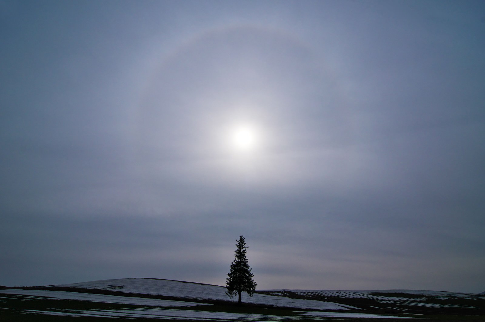 雪原に立つ一本の木の上空に浮かぶ日輪