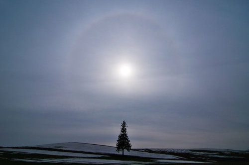 美しい自然現象「日輪」と美瑛の一本の木