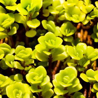 暗い背景に光る黄緑色の多肉植物の小さな花の写真
