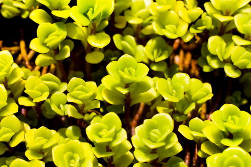暗い背景に光る黄緑色の多肉植物の小さな花