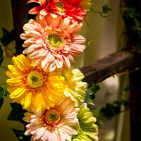 縦に並べたピンクや赤や黄色のガーベラの花の写真