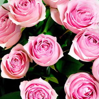 渦巻き状に花びらが重なるピンクの薔薇の接写の写真