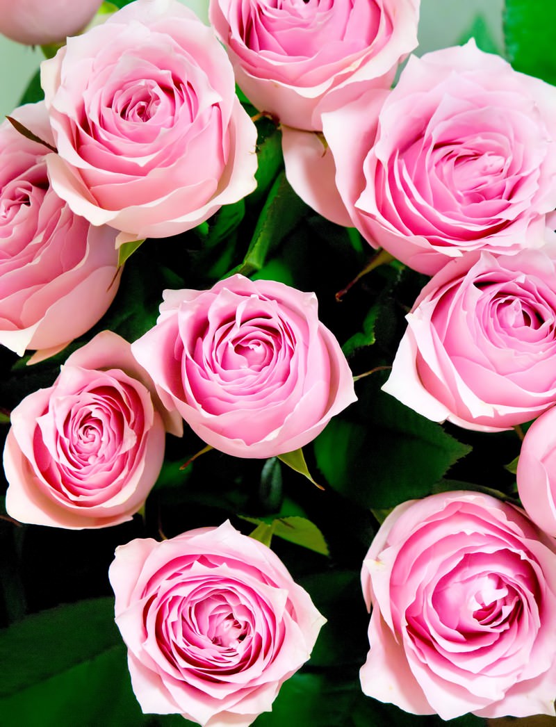 真上から撮ったピンクの薔薇