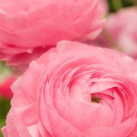 薄い花びらが渦巻き状に重なるピンクのラナンキュラスの写真