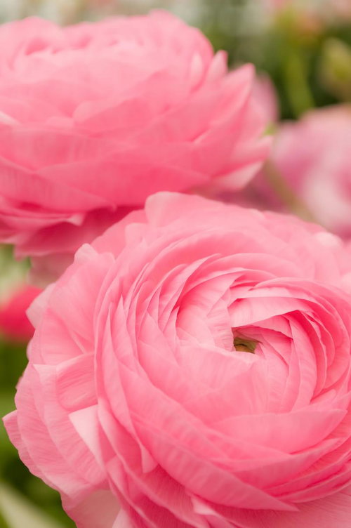 薄い花びらが渦巻き状に重なるピンクのラナンキュラス