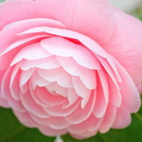 何重にも重なる丸い花びらのピンクの椿の花の写真