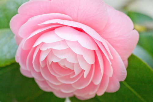 何重にも重なる丸い花びらのピンクの椿の花