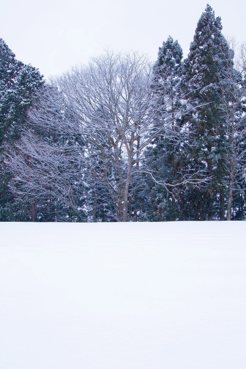 雪が積もった冬の雑木林