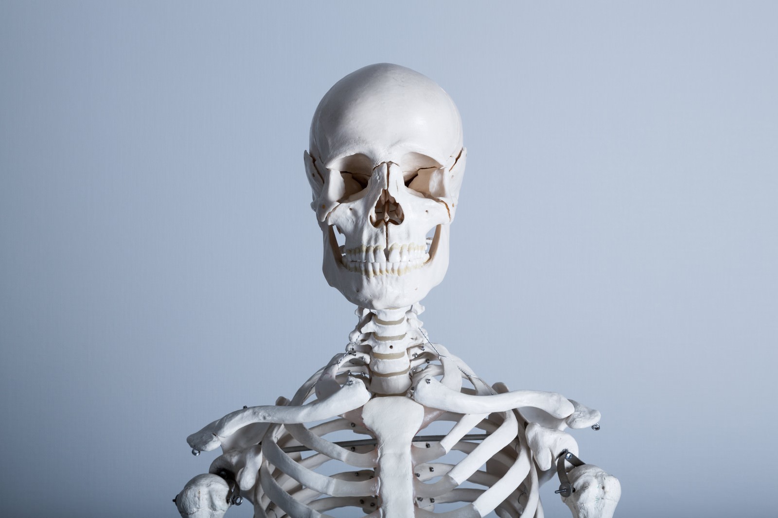 白い人体骨格標本が青灰色の背景に正面を向いて立っている