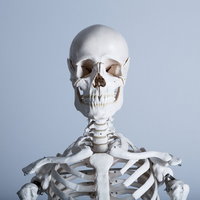 白い人体骨格模型の正面姿勢と骨の構造の写真