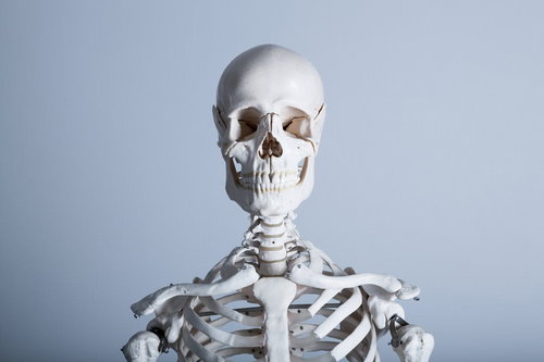 白い人体骨格模型の正面姿勢と骨の構造