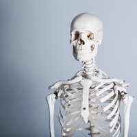 げんき堂整骨院の白色人体骨格標本と骨格模型の展示風景の写真