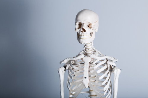 げんき堂整骨院の白色人体骨格標本と骨格模型の展示風景