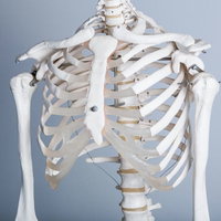 猫背が気になる人体骨格標本、脊椎と骨盤の構造が学べる医療教材の写真