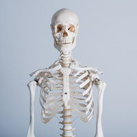げんき堂整骨院の人体骨格模型の上半身の標本の写真