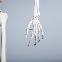 人体骨格模型の左手と腕骨、手根骨・中手骨・指骨の詳細再現モデルの写真