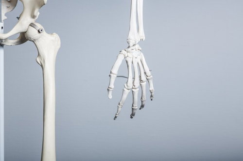 人体骨格模型の左手と腕骨、手根骨・中手骨・指骨の詳細再現モデル